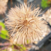 Saussurea nepalensis